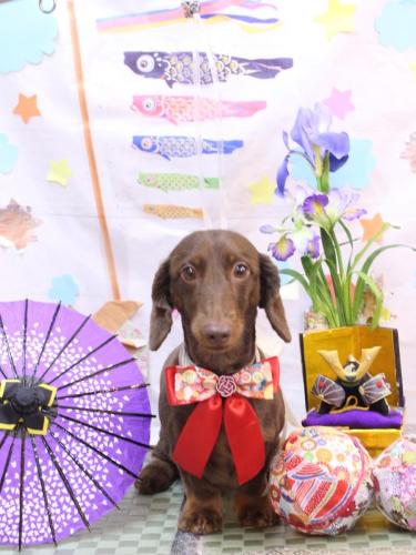 20240531チョペくん